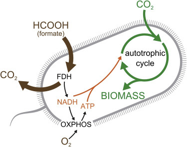 Các nhà khoa học tạo ra một chủng vi khuẩn E. coli có thể ăn khí CO2 để sống - Ảnh 3.