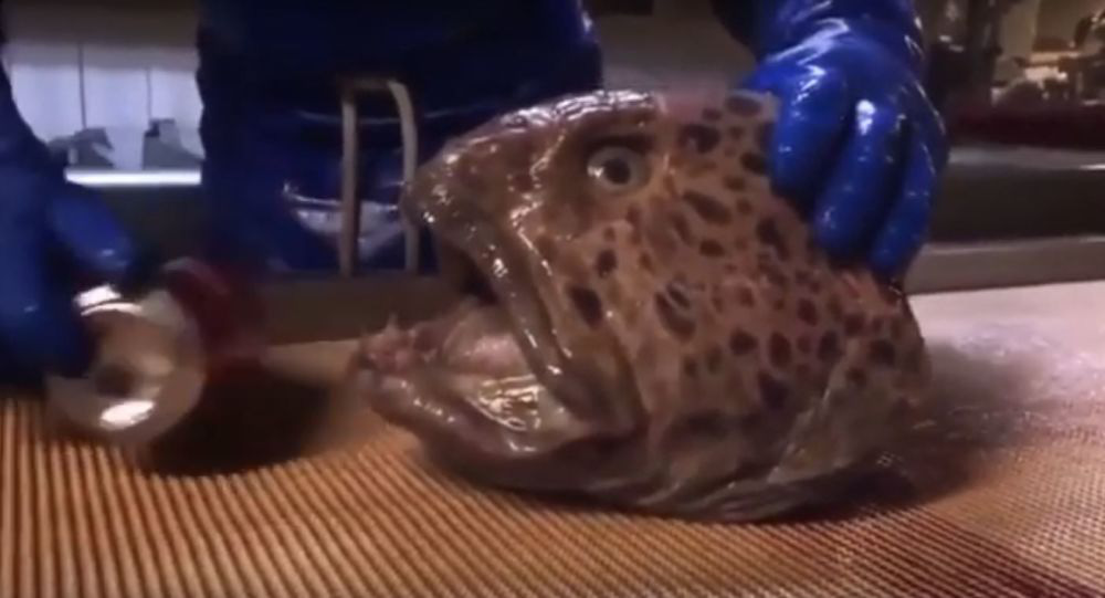 Giải mã hiện tượng những sinh vật không chết dù đã bị chặt đầu - Ảnh 4. Giải mã hiện tượng những sinh vật không chết dù đã bị chặt đầu - Ảnh 4.