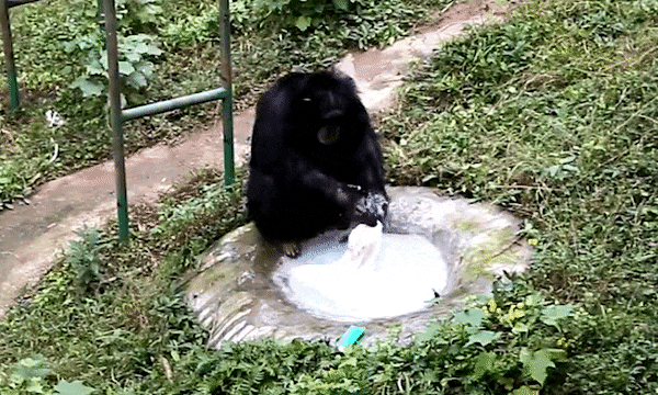 Không cần ai dạy, tinh tinh vẫn tỉ mẩn dùng xà phòng giặt quần áo cho nhân viên vườn thú suốt nửa tiếng - Ảnh 1.