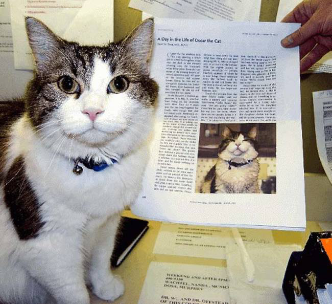 Oscar: Chú mèo báo tử dự đoán đúng hơn 100 cái chết, được cả tạp chí y khoa nổi tiếng ghi nhận khả năng đặc biệt - Ảnh 1.