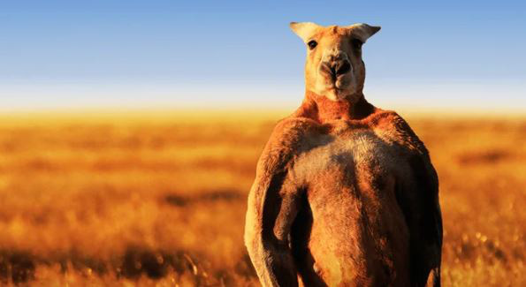 Úc: Con kangaroo vạm vỡ cao 1m8 ngang nhiên vào thị trấn phá nát 1 khu vườn, cà khịa 3 người và đánh trọng thương cụ bà lớn tuổi - Ảnh 1.