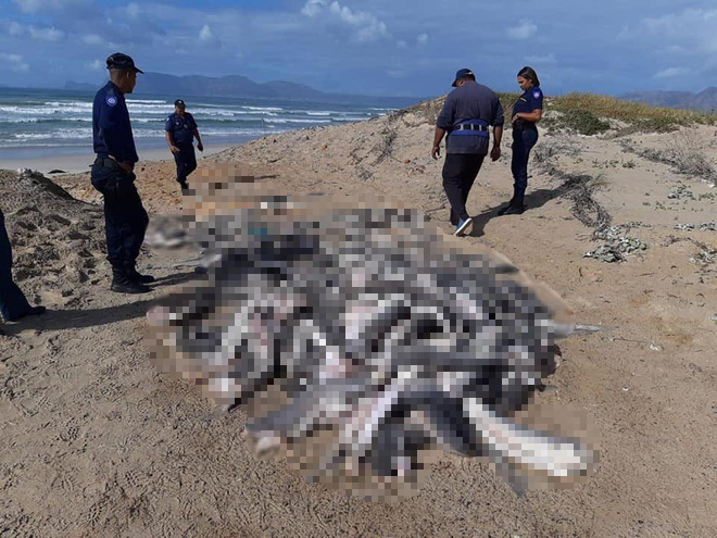 Hình ảnh kinh hoàng khi hàng tá xác cá chất thành đống trên bờ biển cho thấy sự tàn bạo của hoạt động khai thác vi cá mập - Ảnh 1.