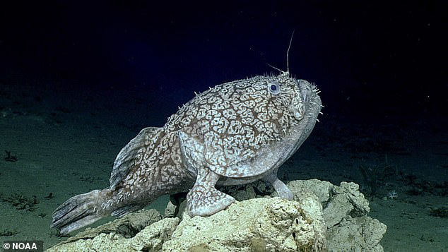 Dùng thiết bị lặn khám phá đáy đại dương tăm tối, tình cờ phát hiện loài cá kì lạ có thể đứng bằng chân - Ảnh 1.