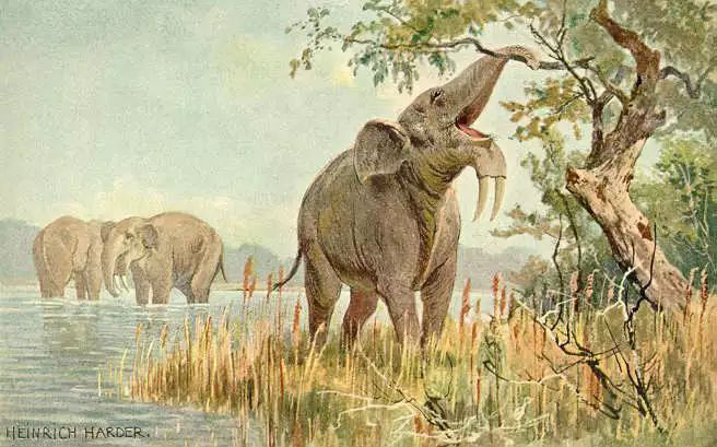 Vì sao mũi của loài voi lại tiến hóa để dài như vậy? - Ảnh 7.