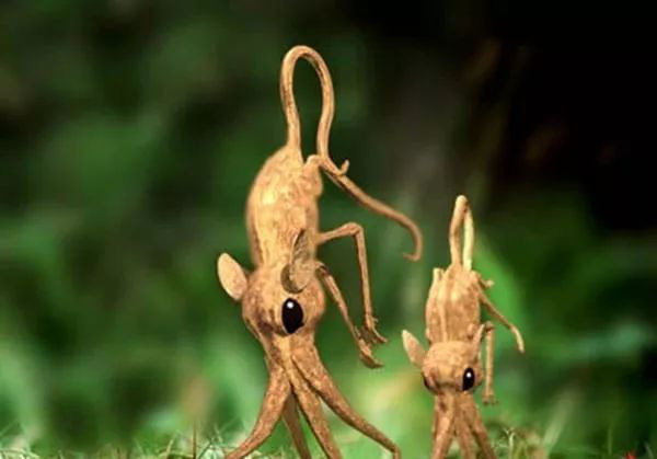 Nosewalkers - loài động vật kì lạ nhất Trái Đất, dù có chân nhưng lại dùng mũi để di chuyển - Ảnh 4.