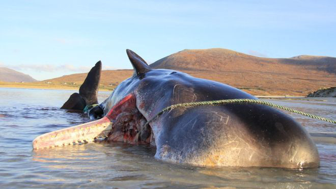 Con cá voi chết bên bờ biển Scotland với 100 kg rác thải trong bụng - Ảnh 1.