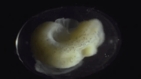 Xem quá trình biến hoá từ trứng thành kỳ giông cực qua đoạn video timelapse cực kỳ ấn tượng - Ảnh 2.