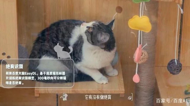 Baidu công bố dự án nơi trú ẩn cho những con mèo đi lạc với công nghệ AI và hỗ trợ nhận dạng mèo - Ảnh 1.