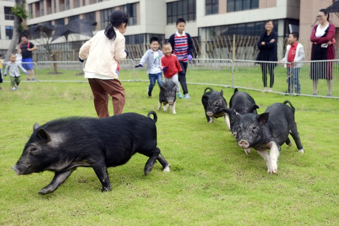 Tết Kỷ Hợi không biết đi đâu chơi, mời ghé thăm công viên Hành tinh Lợn ở Trung Quốc - Ảnh 3.