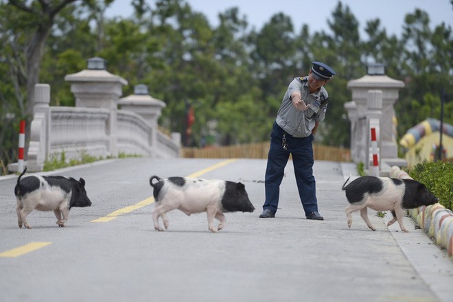 Tết Kỷ Hợi không biết đi đâu chơi, mời ghé thăm công viên Hành tinh Lợn ở Trung Quốc - Ảnh 4.