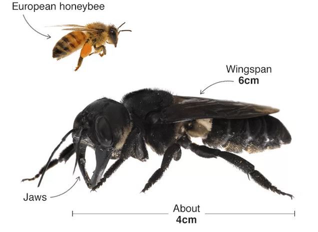 Tưởng đã tuyệt chủng cách đây 40 năm, loài ong lớn nhất thế giới bất ngờ được tìm thấy tại Indonesia - Ảnh 1.
