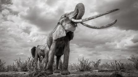 Những hình ảnh cuối cùng về voi nữ hoàng của Kenya với đôi ngà đẹp nhất thế giới, chạm tới đất - Ảnh 2.