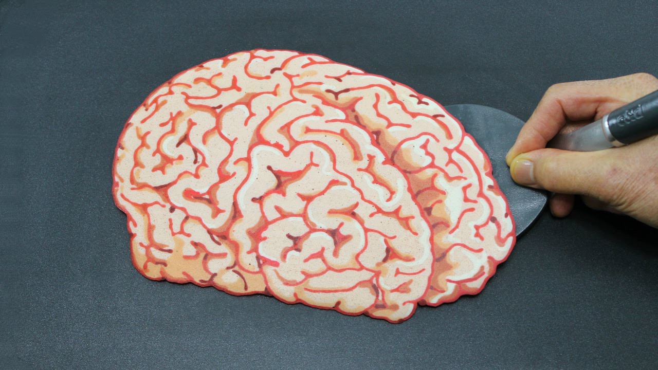 Não bạn nặng bao nhiêu kg? Đâu là những loài vật có não nhỏ nhất và lớn nhất? - Ảnh 1.