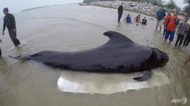 Giới khoa học bàng hoàng phát hiện đến 40kg rác nhựa trong bụng cá voi con dạt vào bờ biển Philippines - Ảnh 3.