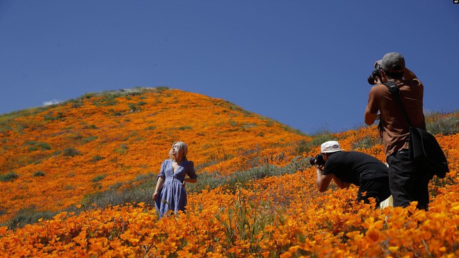 Xót xa đồi hoa California khổng lồ cực hiếm bị phá hoại chỉ vì làn sóng Instagram thích sống ảo - Ảnh 4.