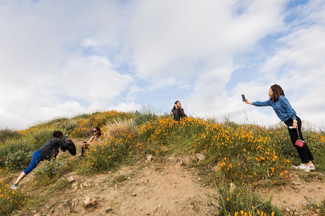 Xót xa đồi hoa California khổng lồ cực hiếm bị phá hoại chỉ vì làn sóng Instagram thích sống ảo - Ảnh 5.