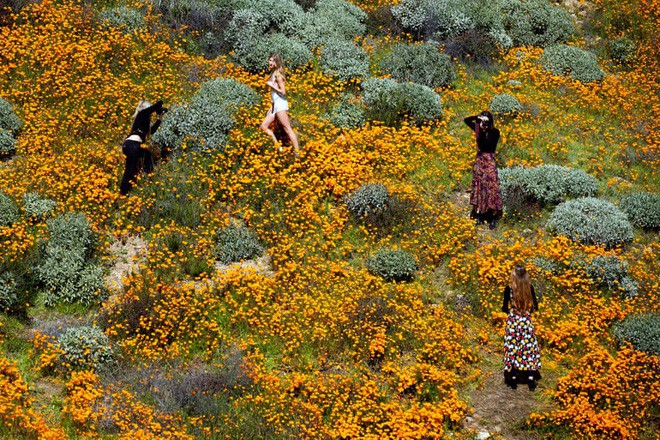 Xót xa đồi hoa California khổng lồ cực hiếm bị phá hoại chỉ vì làn sóng Instagram thích sống ảo - Ảnh 7.