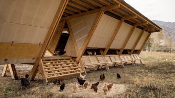 Chiêm ngưỡng chiếc chuồng gà giá 20.000 USD, được thiết kế bởi công ty kiến trúc danh tiếng - Ảnh 2.