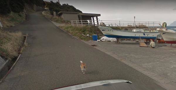Chú chó Nhật hủy hoại mọi khung hình của Google Street View vì đuổi theo camera - Ảnh 5.