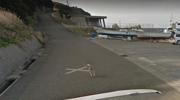 Chú chó Nhật hủy hoại mọi khung hình của Google Street View vì đuổi theo camera - Ảnh 6.