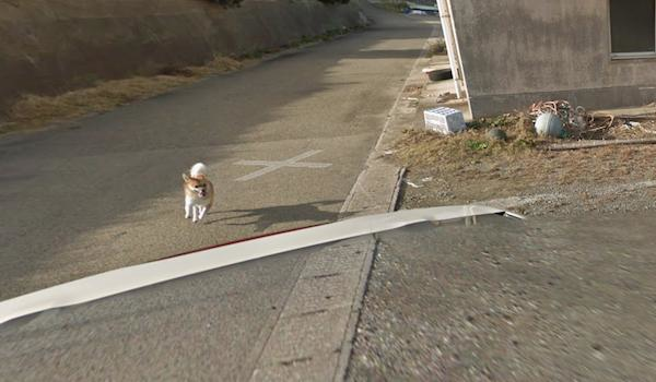 Chú chó Nhật hủy hoại mọi khung hình của Google Street View vì đuổi theo camera - Ảnh 8.