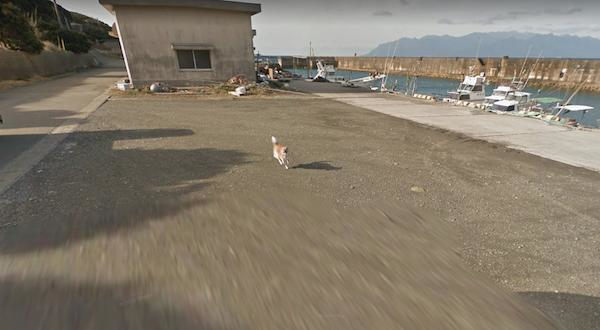 Chú chó Nhật hủy hoại mọi khung hình của Google Street View vì đuổi theo camera - Ảnh 9.