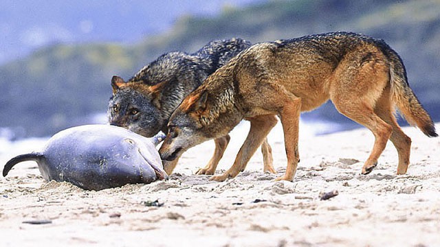 Gặp gỡ loài sói hiếm biết bơi và thích ăn hải sản - Ảnh 5.