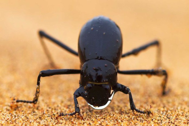 Chiến thuật sinh tồn tuyệt vời của loài bọ sống tại một trong những sa mạc khô nhất thế giới - Ảnh 3.