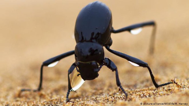 Chiến thuật sinh tồn tuyệt vời của loài bọ sống tại một trong những sa mạc khô nhất thế giới - Ảnh 4.