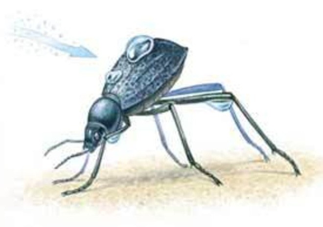 Chiến thuật sinh tồn tuyệt vời của loài bọ sống tại một trong những sa mạc khô nhất thế giới - Ảnh 6.