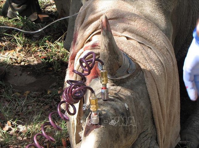 Tiêm thuốc độc vào sừng để... cứu 700 con tê giác - Ảnh 1.