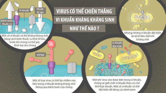 Vũ khí mới chống lại siêu vi khuẩn kháng kháng sinh: Những con virus biến đổi gen - Ảnh 3.