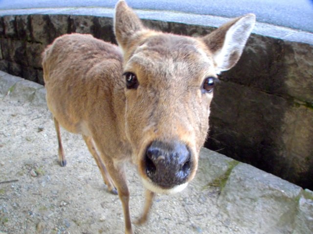 Hươu Nara nổi tiếng Nhật Bản chết đói vì ăn phải 3,2kg rác nhựa - Ảnh 4.