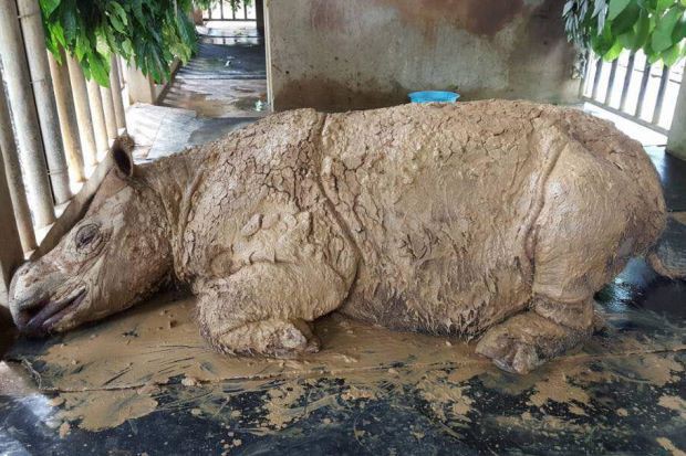 Xác nhận: Loài tê giác 2 sừng tại Malaysia đã chính thức tuyệt chủng - Ảnh 2.