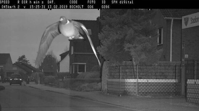 Bay vèo qua camera bắn tốc độ, chim bồ câu Đức bị phạt nguội 650.000 đồng - Ảnh 1.