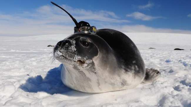 Những con hải cẩu gắn cảm biến giúp khoa học giải mã bí ẩn ở Nam Cực - Ảnh 1.