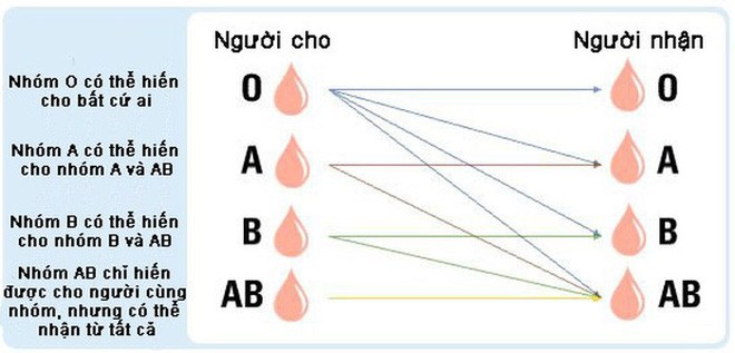 Vi khuẩn trong ruột người có thể biến máu nhóm A thành nhóm O: Tại sao đây là một đột phá quan trọng? - Ảnh 3.