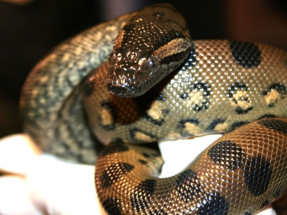 Ph&aacute;t hiện ra con trăn khổng lồ Nam Mỹ c&oacute; thể tự sinh nở m&agrave; kh&ocirc;ng cần tiếp x&uacute;c với con đực - Ảnh 3.