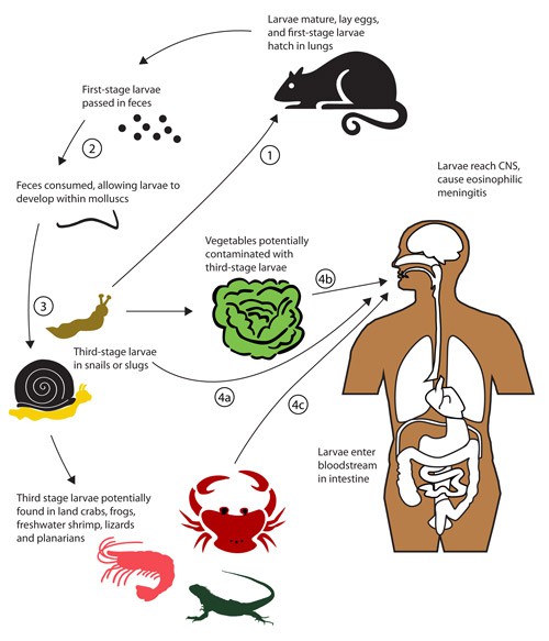 Mỹ cảnh báo ký sinh trùng chui vào não người, sau khi ăn rau sống bị ốc sên bò qua - Ảnh 2.