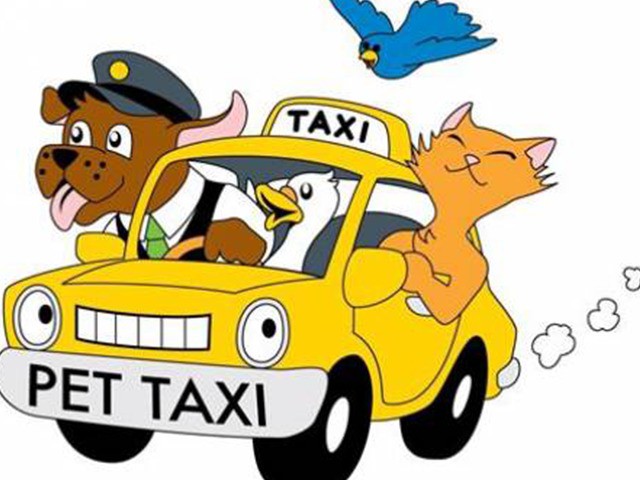 Brazil mở dịch vụ taxi dành riêng cho chó, mèo và nhiều con khác nữa - Ảnh 2.
