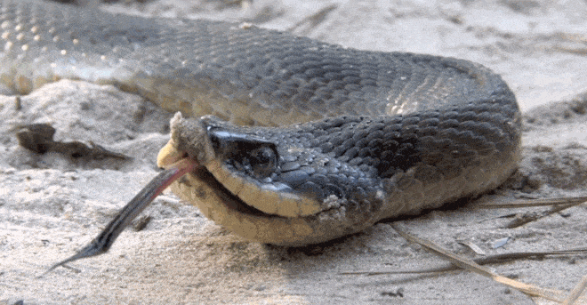 Đây là diễn viên xuất sắc nhất thế giới động vật: Loài rắn Hognose với khả năng giả vờ chết đau đớn để đánh lừa kẻ thù - Ảnh 4.