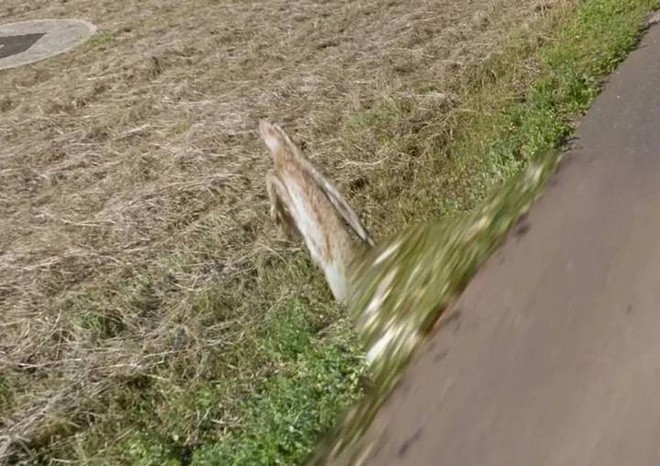 Giật mình với cảnh xe Google đâm phải con thỏ lao qua đường, húc bay cả lên trời cao - Ảnh 3.