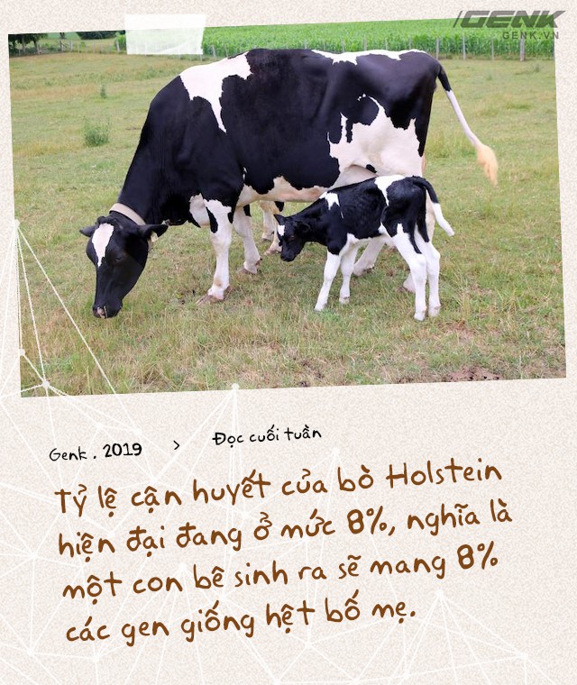 Đọc cuối tuần: Nước Mỹ có 9 triệu con bò sữa, nhưng tất cả chỉ là con cháu của 2 con bò đực - Ảnh 7.