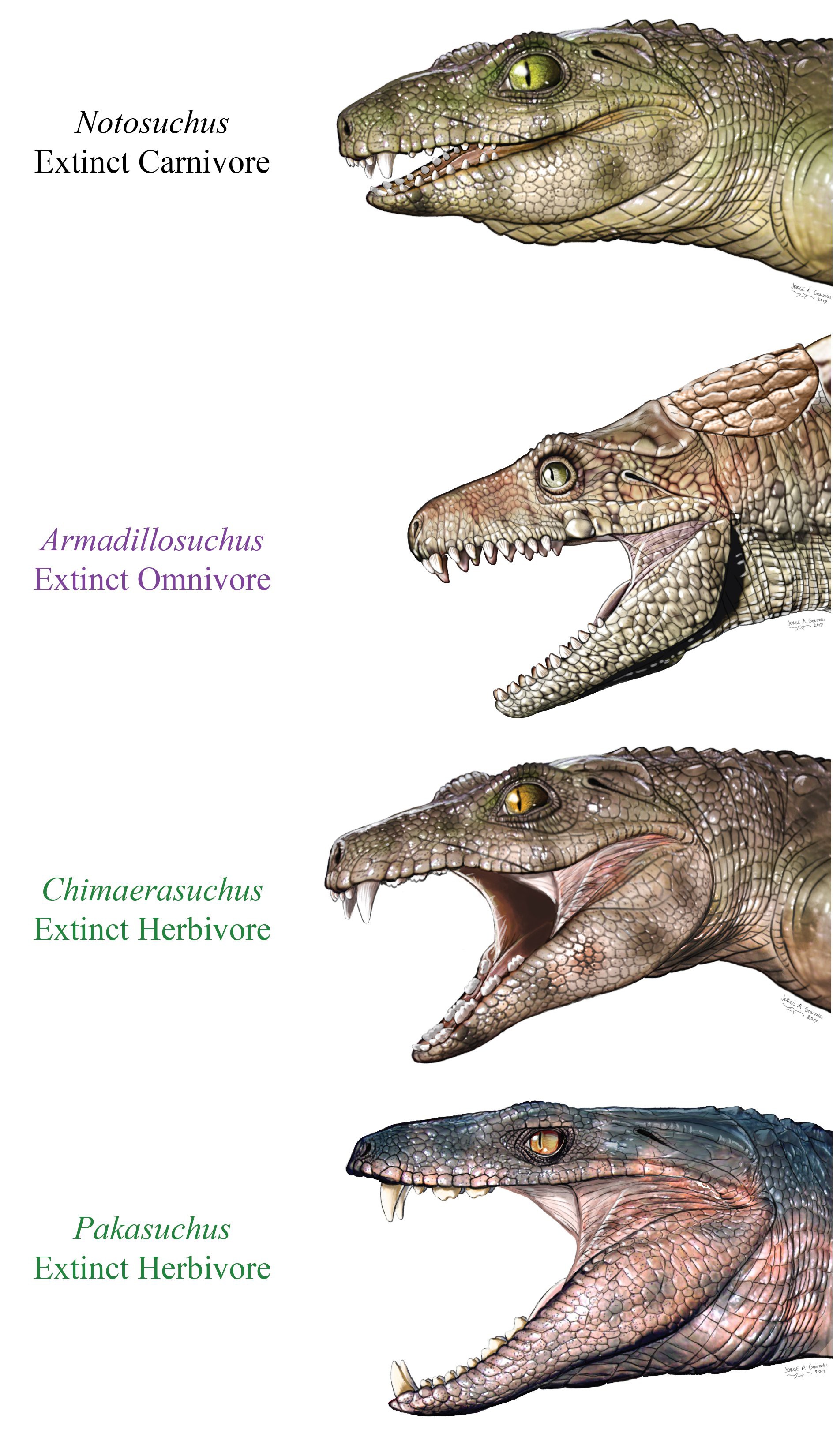 Evolution'S Surprise: Crocs Mimicking Prehistoric Thalatosuchians? - h9ipkky