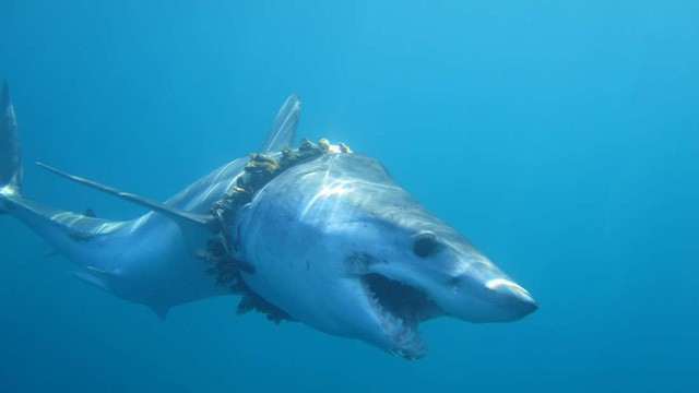 1000 con cá mập đang phải sống hết sức khổ sở - minh chứng rõ ràng nhất về tác hại của nhựa với đại dương - Ảnh 1.