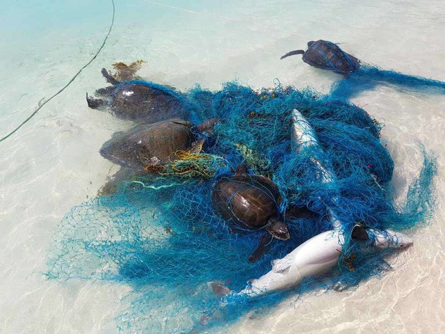 1000 con cá mập đang phải sống hết sức khổ sở - minh chứng rõ ràng nhất về tác hại của nhựa với đại dương - Ảnh 2.