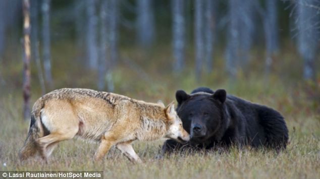 Bộ ảnh hiếm hoi về tình nhiều đêm của gấu đực và sói cái trong thế giới tự nhiên - Ảnh 10.