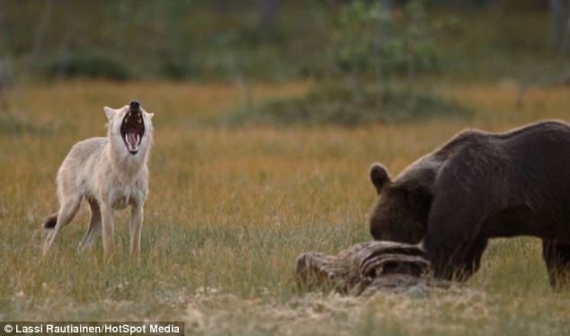 Bộ ảnh hiếm hoi về tình nhiều đêm của gấu đực và sói cái trong thế giới tự nhiên - Ảnh 8.