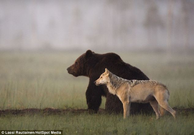 Bộ ảnh hiếm hoi về tình nhiều đêm của gấu đực và sói cái trong thế giới tự nhiên - Ảnh 1.