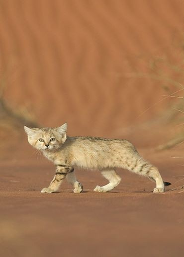 Mèo cát Ả Rập - loài mèo tàng hình lần đầu tiên xuất hiện trước ống kính máy ảnh sau 10 năm vắng bóng - Ảnh 5.